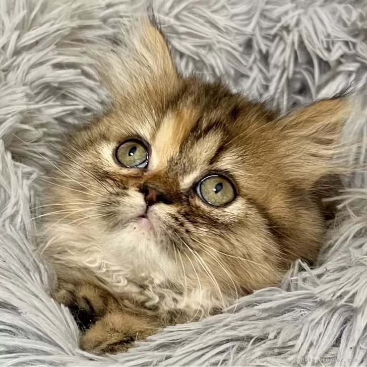 ID：2506-01205の子猫