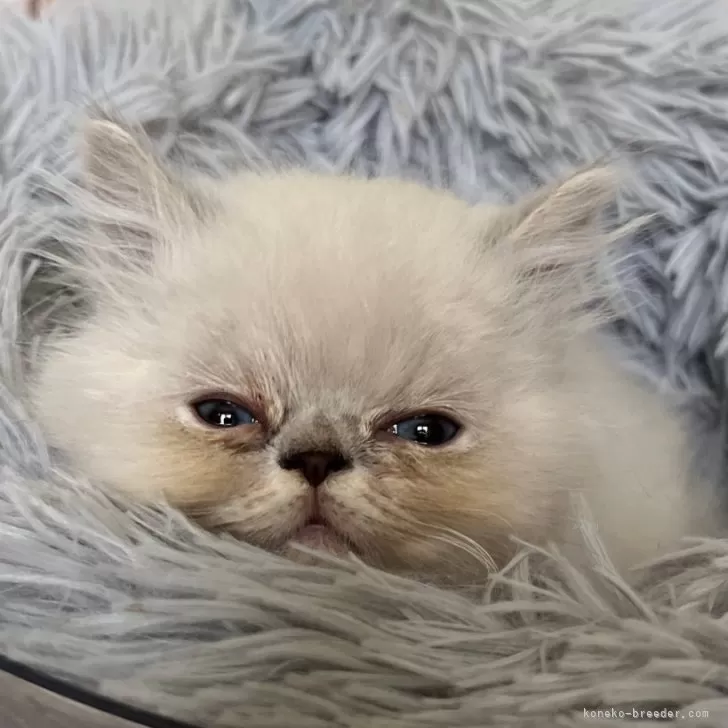 ID:2506-01207の子猫