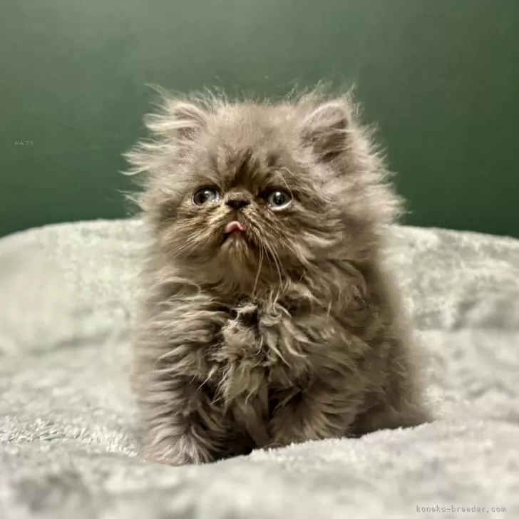 エキゾチックロングヘア【北海道・男の子・2025年9月11日・ブルー✨】の写真1