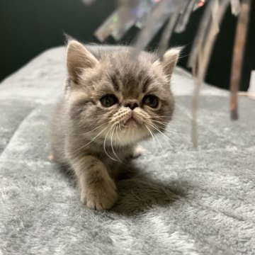 エキゾチックショートヘア【北海道・男の子・2025年10月10日・ブルータビー（　）】の写真「パステルカラーの可愛い子」