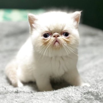エキゾチックショートヘア【北海道・男の子・2025年4月5日・クリームポイント】の写真「the！ぶちゃ猫！！❤️」