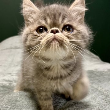 エキゾチックショートヘア【北海道・男の子・2025年10月10日・ブルータビー🌸（　）】の写真「両親遺伝子検査クリア」