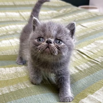 エキゾチックショートヘア【北海道・男の子・2025年5月4日・ブルー】の写真「小粒で可愛い子です♪お値下げ中！」