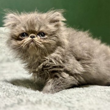 エキゾチックロングヘア【北海道・男の子・2025年9月11日・ブルー✨】の写真「ぶさカワでホワホワです♪」