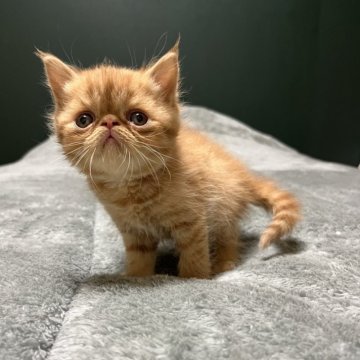 エキゾチックショートヘア【北海道・男の子・2025年10月10日・レッドタビー（ショートヘア）】の写真「ぶさかわ！！」