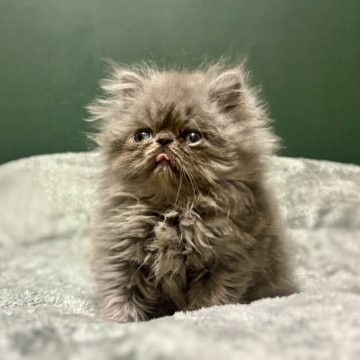 エキゾチックロングヘア【北海道・男の子・2025年9月11日・ブルー💕】の写真「ぶさかわ、ホワホワ🩷」