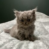 エキゾチックショートヘア