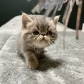 エキゾチックショートヘア