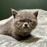 エキゾチックショートヘア