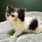 エキゾチックロングヘア