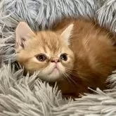 エキゾチックショートヘア