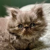 エキゾチックショートヘア