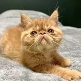 エキゾチックショートヘア