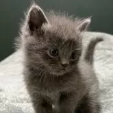 ミヌエット(長足)