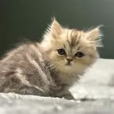 ミヌエット(長足)