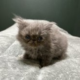 エキゾチックロングヘア