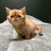 エキゾチックショートヘア