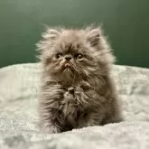 エキゾチックロングヘア