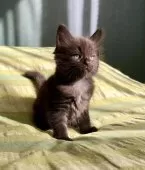 メインクーン【北海道・女の子・2025年7月28日・ブラック🩷】の写真2