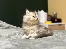 ミヌエット(長足)【北海道・男の子・2025年9月8日・シルバータビー✨】の写真4