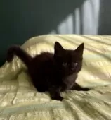 メインクーン【北海道・女の子・2025年7月28日・ブラック🩷】の写真4