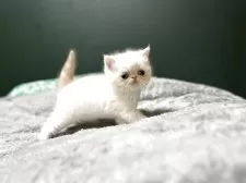 エキゾチックショートヘア【北海道・男の子・2025年4月5日・クリームポイント】の写真10