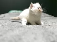 エキゾチックショートヘア【北海道・男の子・2025年4月5日・クリームポイント】の写真5