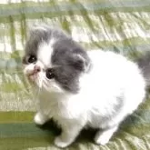 フォールデックス【北海道・男の子・2025年6月8日・ブルー&ホワイト🐾】の写真10