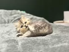 ミヌエット(長足)【北海道・男の子・2025年9月8日・シルバータビー✨】の写真6