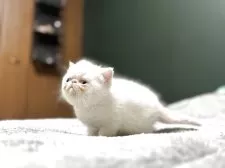 エキゾチックショートヘア【北海道・男の子・2025年4月5日・クリームポイント】の写真7