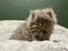 エキゾチックロングヘア【北海道・男の子・2025年9月11日・ブルー✨】の写真3