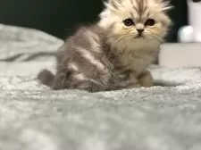 ミヌエット(長足)【北海道・男の子・2025年9月8日・シルバータビー✨】の写真8