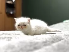 エキゾチックショートヘア【北海道・男の子・2025年4月5日・クリームポイント】の写真9