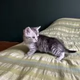 マンチカン(長足)【北海道・女の子・2025年5月11日・シルバータビー】の写真9