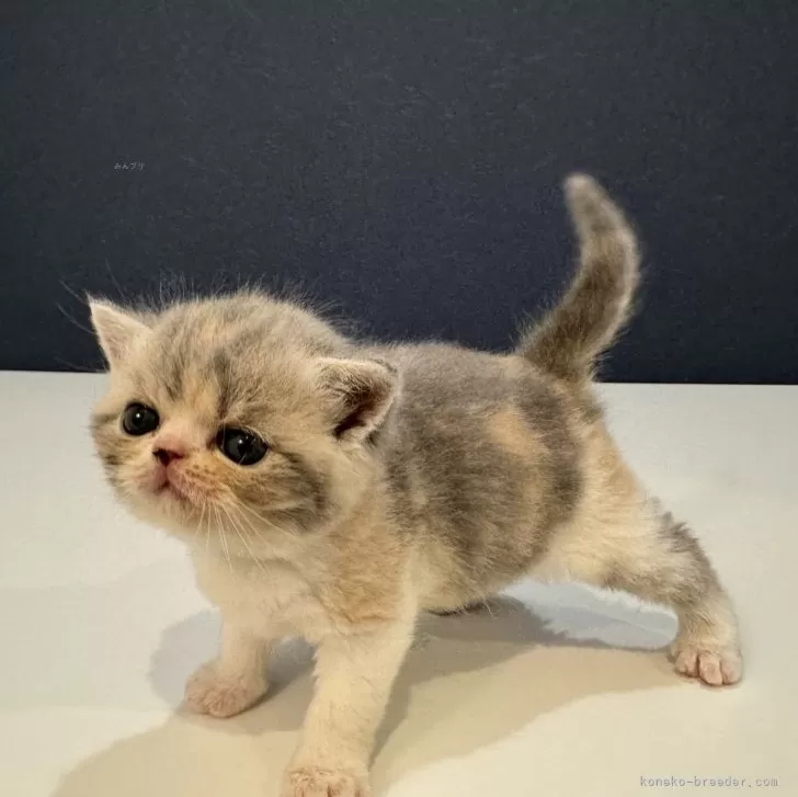 ID:2406-01078の子猫
