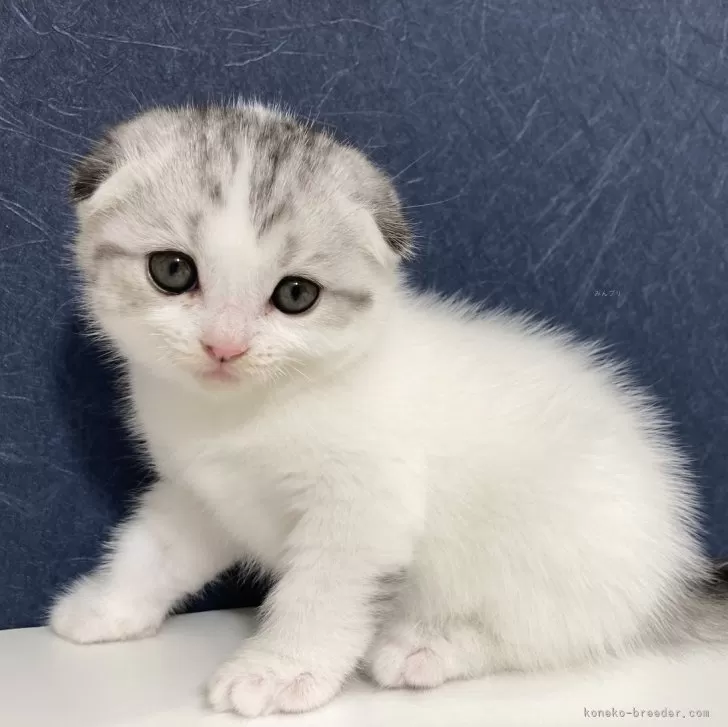 ID：2405-00313の子猫