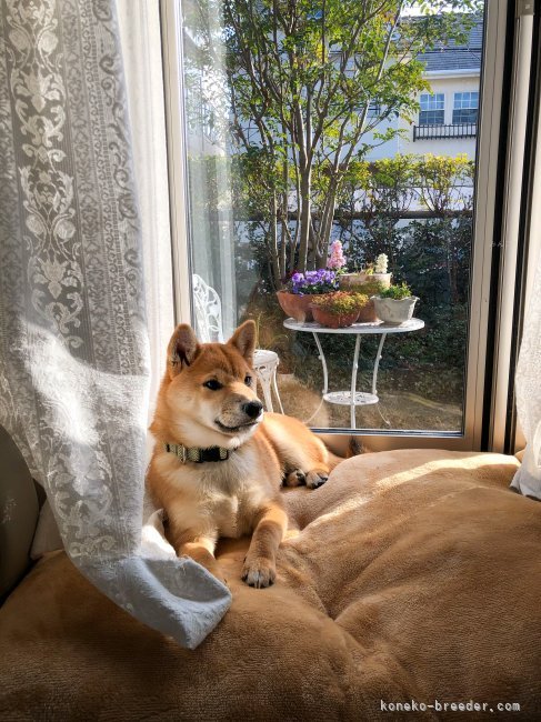 母犬、フクです。なんだかゴージャスに写りました・・｜木之本　里香(きのもと　りか)ブリーダー(愛知県・メインクーンなど・ACC登録)の紹介写真3