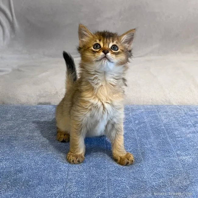 ID：2205-02358の子猫