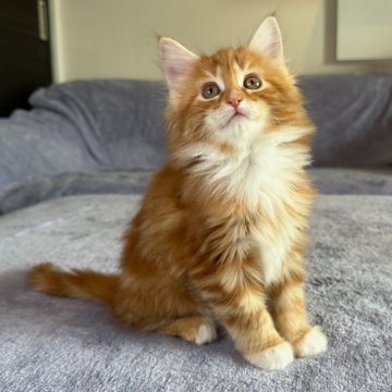 メインクーン【愛知県・女の子・2023年1月6日・レッドタビーアンドホワイト（長毛）】の写真「おてんばなお姫様！」