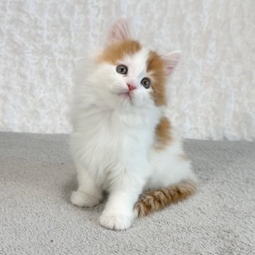 メインクーン【愛知県・女の子・2023年11月25日・レッドタビー & ホワイト（長毛）】の写真「白が引き立つ美人！」