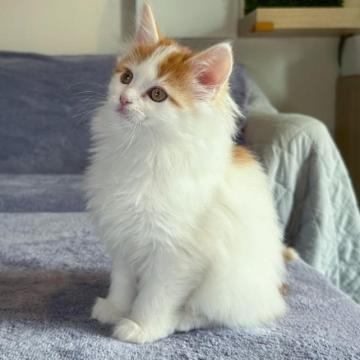 メインクーン【愛知県・女の子・2023年1月6日・レッドタビーアンドホワイト（長毛）】の写真「雪のような白さが美しい子猫です！」