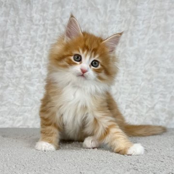 メインクーン【愛知県・女の子・2023年11月25日・レッドタビー アンド ホワイト（長毛）】の写真「毛質の良い女の子！」