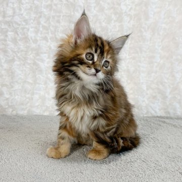 メインクーン【愛知県・女の子・2023年11月25日・ブラウンパッチドタビー（長毛）】の写真「茶色の柄が美しい女の子！」