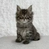 メインクーン【愛知県・男の子・2023年11月25日・ブラウンタビー】の写真1