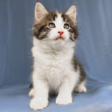 メインクーン【愛知県・男の子・2025年5月8日・ブラウンタビーアンドホワイト】の写真「落ち着きのある男の子！」