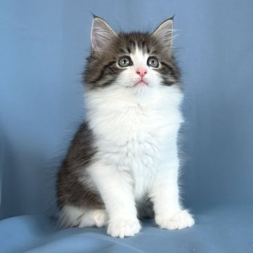 メインクーン【愛知県・男の子・2025年5月8日・ブラウンタビーアンドホワイト】の写真「優しくておりこうさんな男の子」