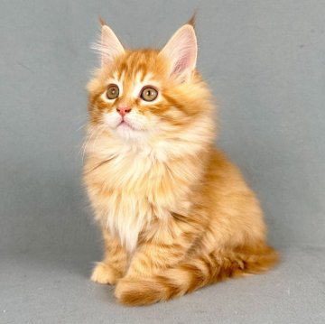 メインクーン【愛知県・女の子・2025年1月10日・レッドタビー】の写真「元気にぴょんぴょん走っています。」