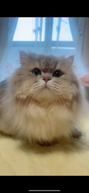 冨成　いしん(とみなり　いしん)ブリーダー(岐阜県・スコティッシュフォールドなど・ACC登録)の紹介写真5