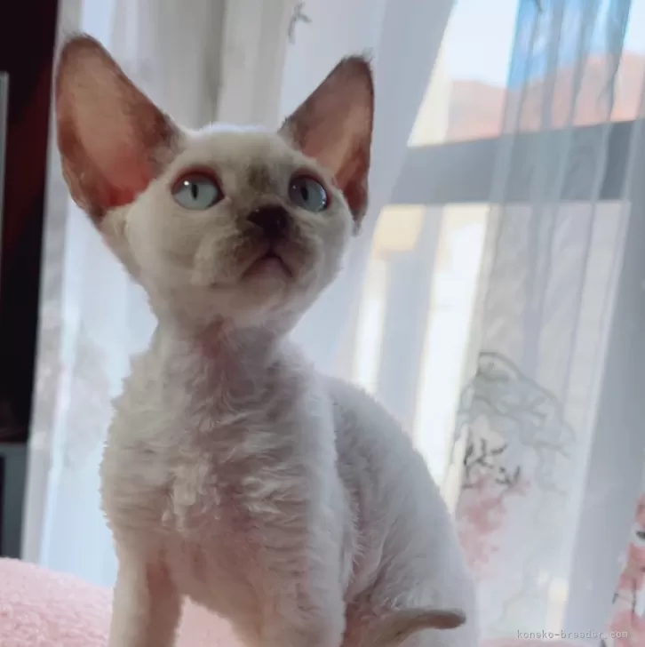 ID:2412-00720の子猫