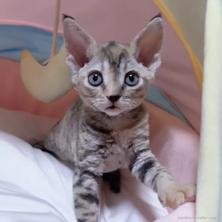 ID:2411-00509の子猫